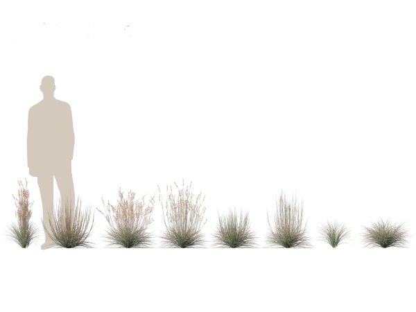 Meadow & Grassland Plants Pack 34 - Image 31