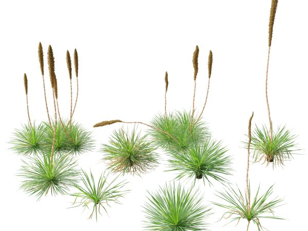 Tropical & Architectural Foliage Pack 51 - Image 19