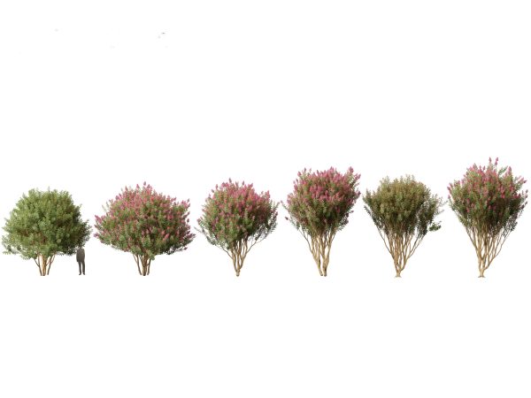 Asian Garden Flora Pack 13 - Image 5