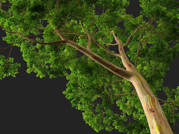 Eucalyptus deglupta - Rainbow Gum 3D Model - Image 5