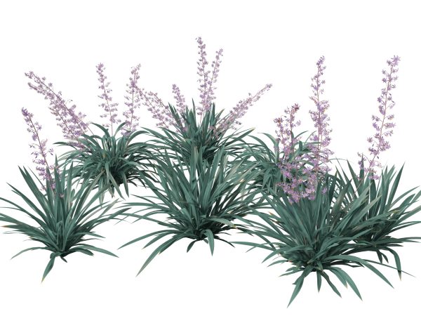 Ornamental Grasses & Groundcovers Pack 48 - Image 7