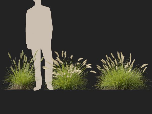 Pennisetum alopecuroides Pennstripe – Swamp Foxtail Grass 3D Model - Image 8