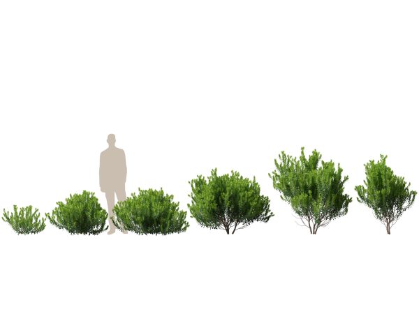 Backyard Garden Essentials Pack 18 - Image 8