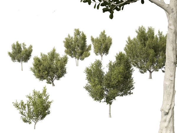 Tropical & Subtropical Trees Pack 46 - Image 13