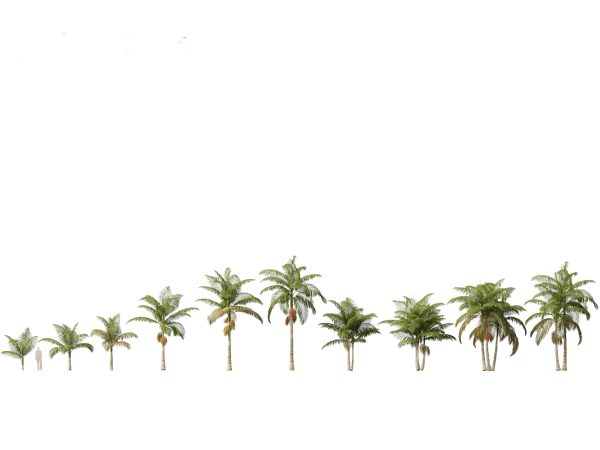 Palms & Exotics Pack 25 - Image 4