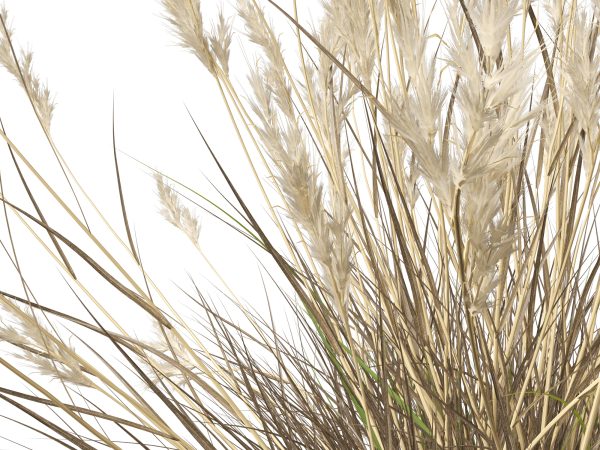 Rytidosperma caespitosum - Common Wallaby-grass 3D Model - Image 4