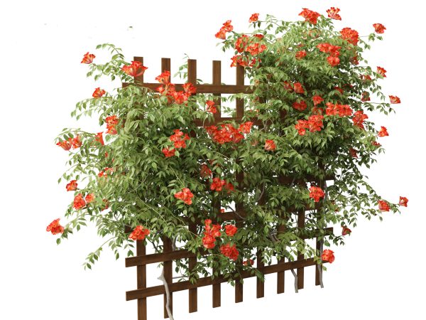 Exotic Vines & Climbers Pack 37 - Image 18