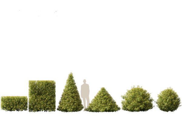Urban Streetscape Trees Pack 11 - Image 10