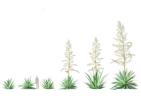 Tropical & Architectural Foliage Pack 51 - Image 18