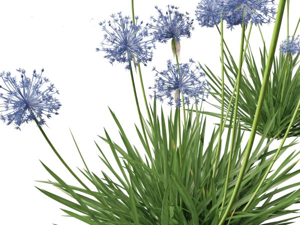 Temperate Flowering Shrubs & Trees Pack 54 - Image 19