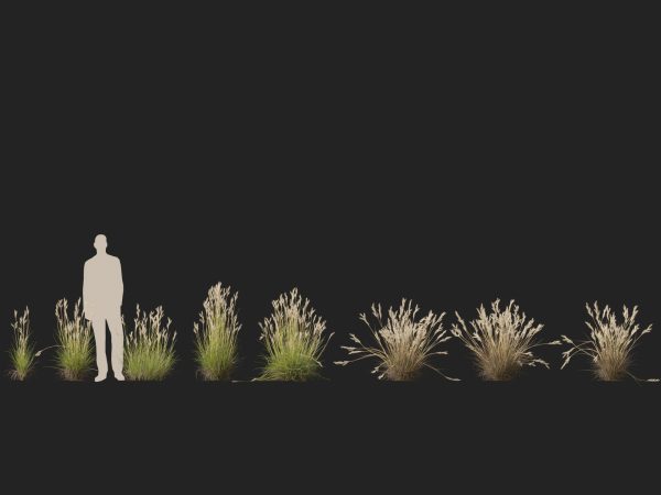 Rytidosperma caespitosum - Common Wallaby-grass 3D Model - Image 14