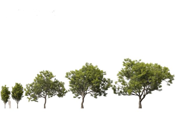 Mediterranean Garden Trees Pack 03 - Image 5