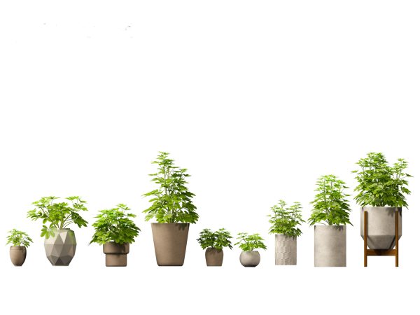 Decorative Indoor Plants Essentials Pack 41 - Image 22