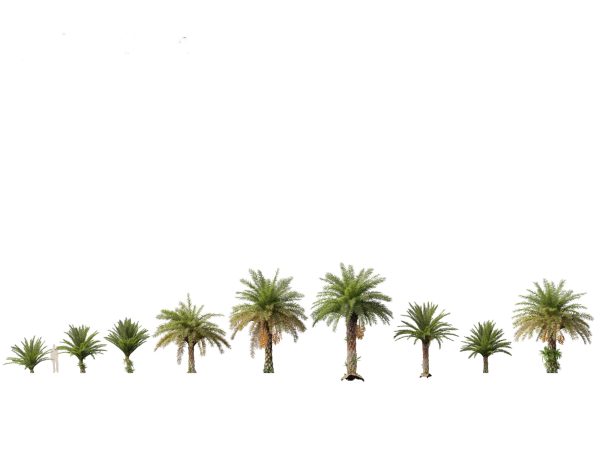 Palms & Exotics Pack 25 - Image 15