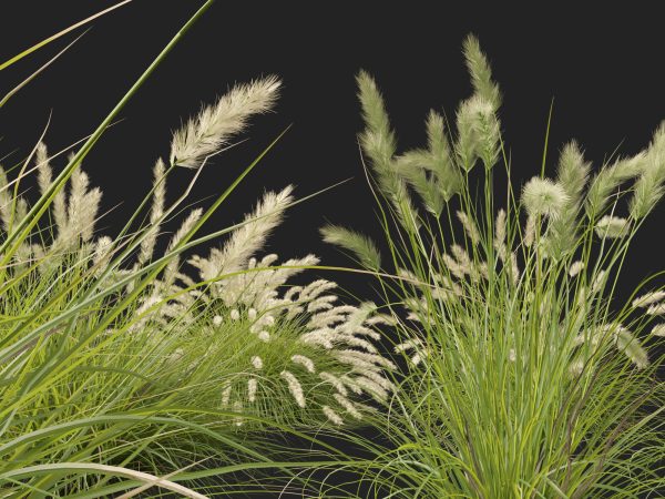Pennisetum alopecuroides Pennstripe – Swamp Foxtail Grass 3D Model - Image 3