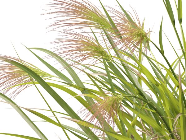 Ornamental Grasses & Groundcovers Pack 48 - Image 17