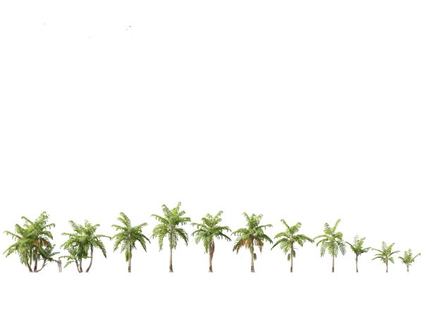 Tropical Giants & Palms Pack 02 - Image 6