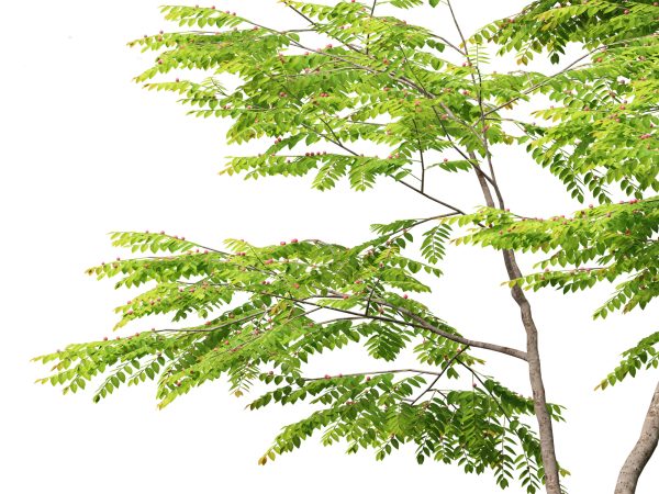 Exotic Tropical Greenery Pack 36 - Image 18