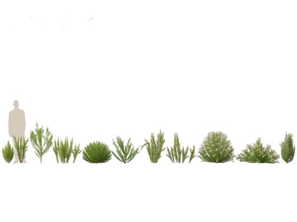 Mediterranean Garden Trees Pack 03 - Image 14