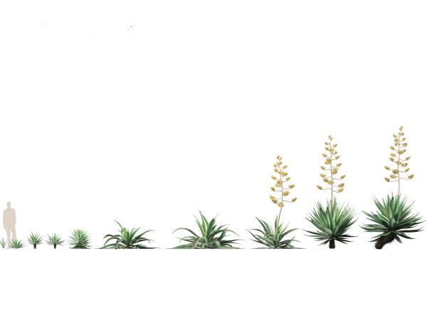 Succulents & Desert Plants Pack 07 - Image 3
