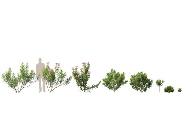 Mediterranean & Arid Plants Pack 44 - Image 15