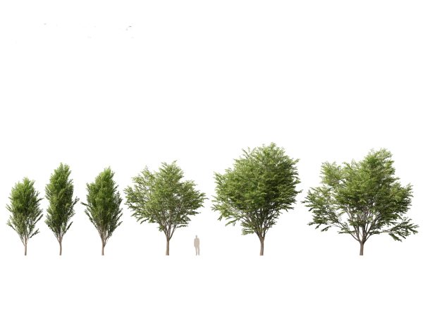 Asian Ornamental Trees Pack 21 - Image 16