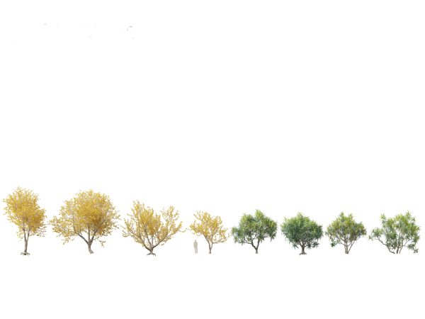 Urban Streetscape Trees Pack 11 - Image 14