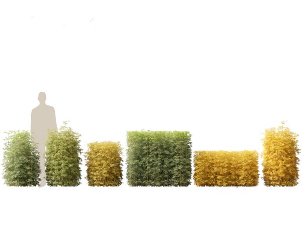 Elegant Bamboo & Grasses Pack 33 - Image 12