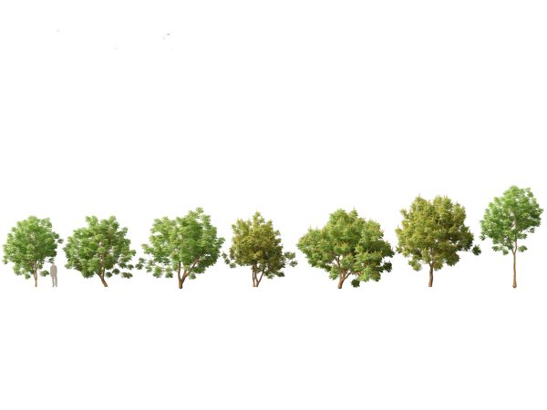 Tropical & Subtropical Trees Pack 46 - Image 4
