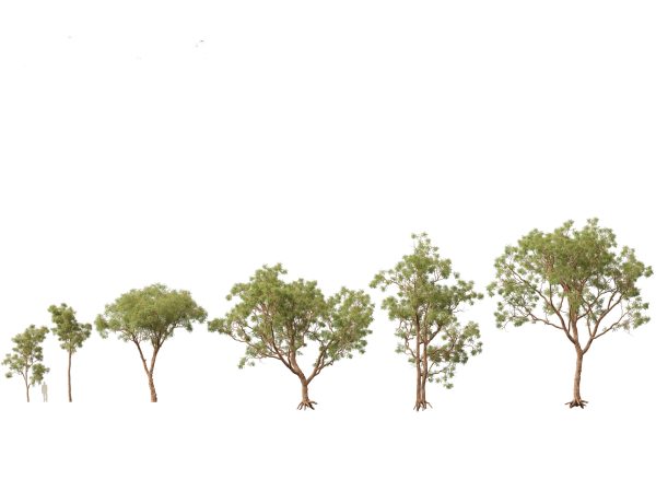 Tropical & Subtropical Trees Pack 46 - Image 16