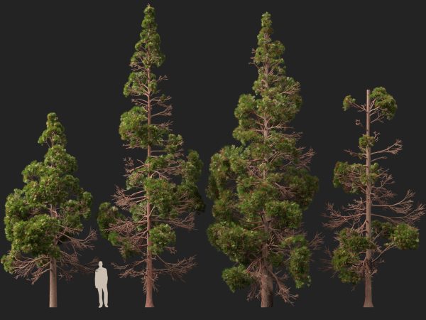 UE5 Wind Plants - cryptomeria japonica - Japanese cedar - Image 4