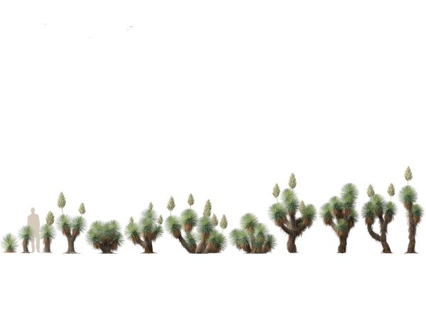 Succulents & Desert Plants Pack 07 - Image 16