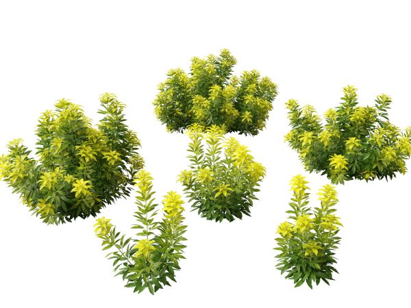 Flowering Garden Shrubs Pack 47 - Image 13