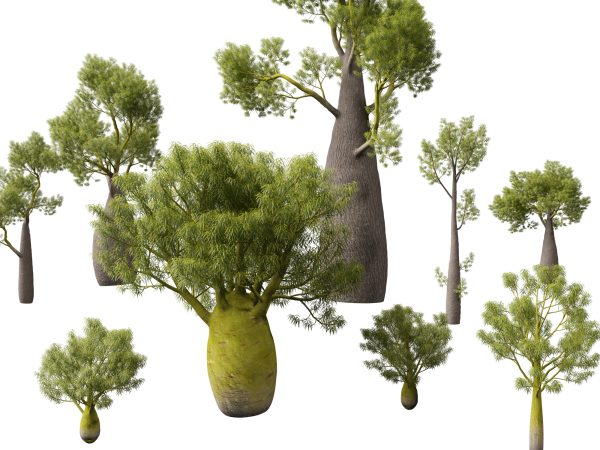 Australian Native Trees Pack 31 - Image 5