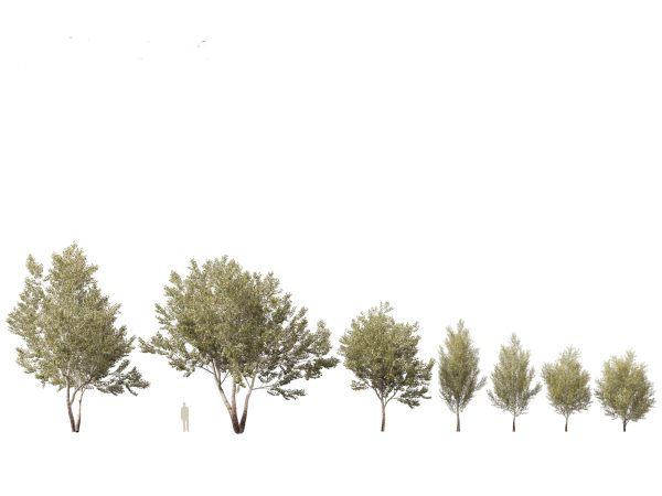 Parkland & Avenue Trees Pack 12 - Image 9
