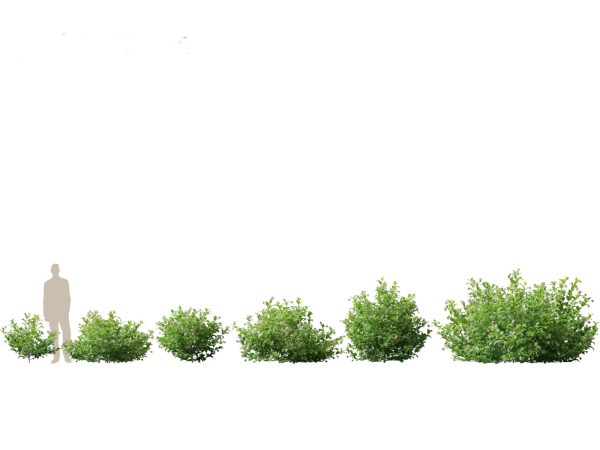 North American Trees & Shrubs Pack 43 - Image 9