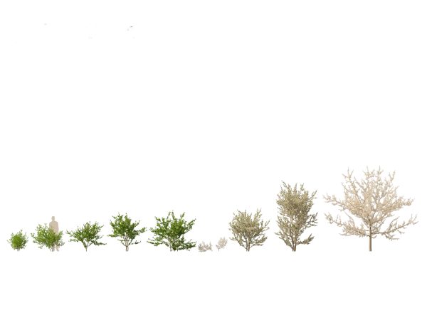 Backyard Garden Essentials Pack 18 - Image 12
