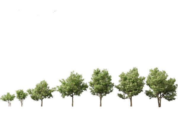 Tropical & Subtropical Trees Pack 46 - Image 29