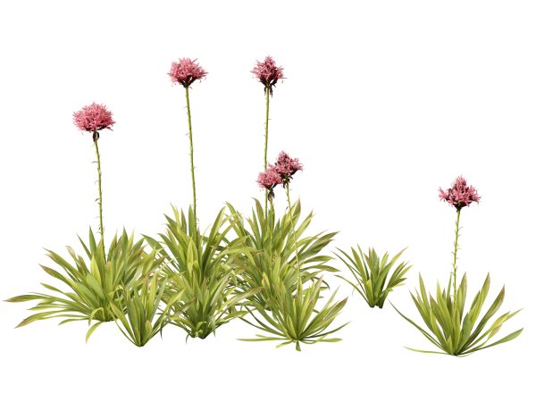 Australian Garden Essentials Pack 30 - Image 10