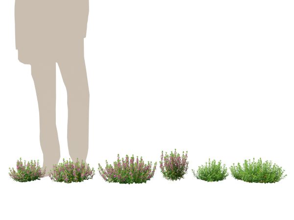 Mediterranean & Arid Plants Pack 44 - Image 4
