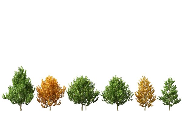 North American Trees & Shrubs Pack 43 - Image 16