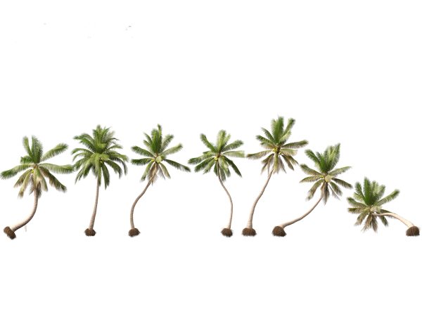 Tropical Giants & Palms Pack 02 - Image 9