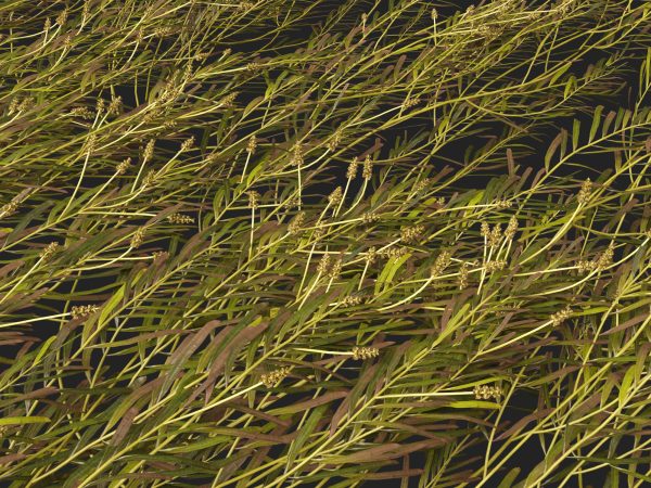 Potamogeton ochreatus - blunt pondweed 3D Model - Image 7