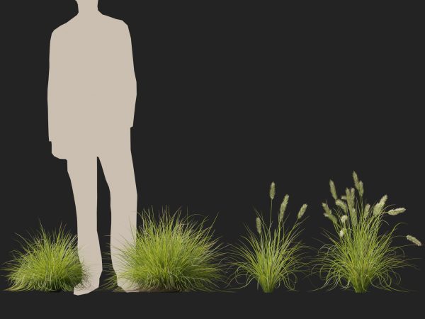 Pennisetum alopecuroides Pennstripe – Swamp Foxtail Grass 3D Model - Image 10