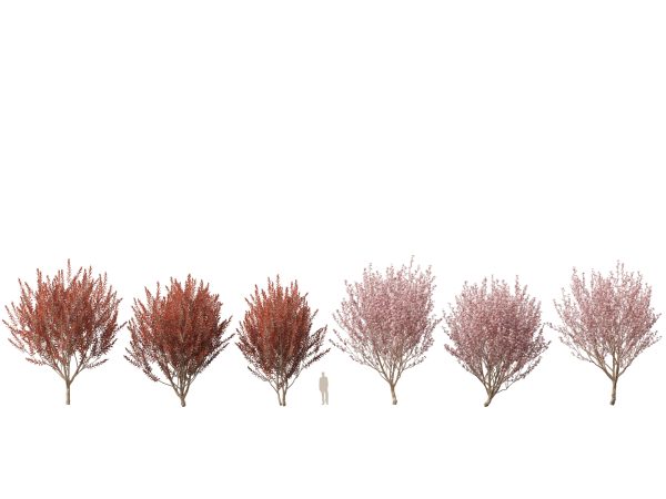 Asian Ornamental Trees Pack 21 - Image 9