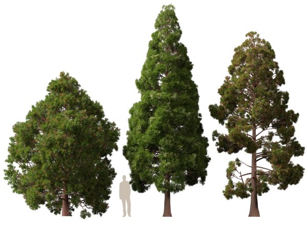 UE5 Wind Plants - cryptomeria japonica - Japanese cedar - Image 7