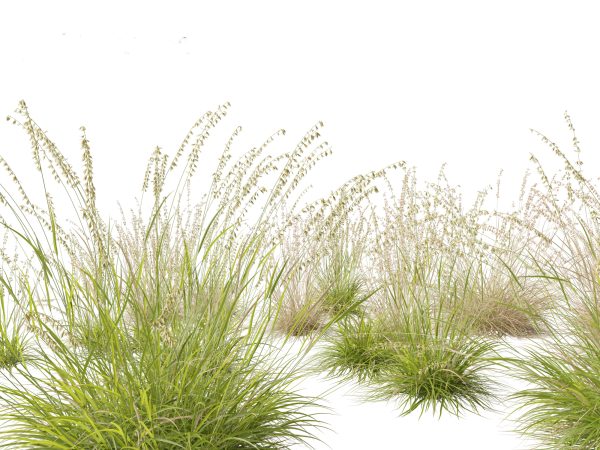 Elegant Garden Grasses Pack 38 - Image 5