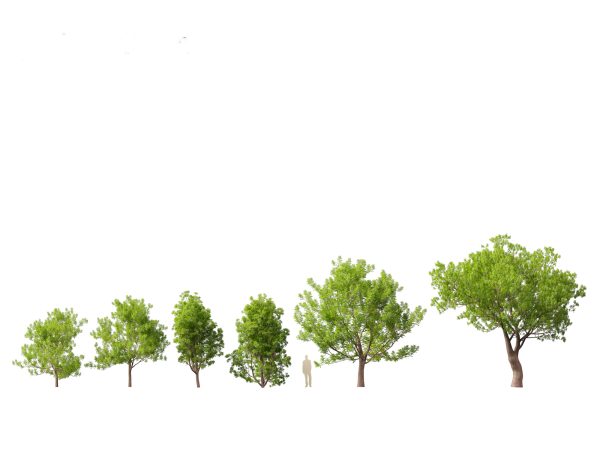 Mediterranean Garden Trees Pack 03 - Image 13