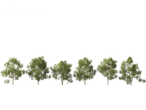 Asian Ornamental Trees Pack 21 - Image 2