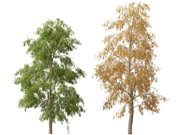 Carya cordiformis - bitternut hickory 3D Model - Image 7